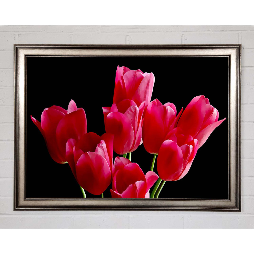 Blume Cerise Tulpen - Einzelner Bilderrahmen Kunstdrucke