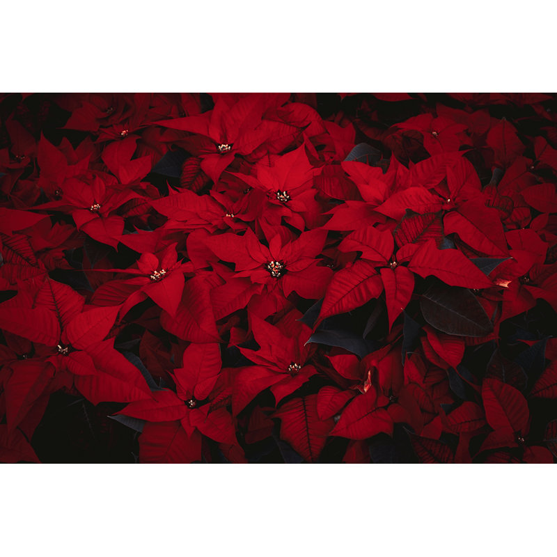 Poinsettia flowers 1 Piece Wrapped Canvas Wall Art, 51cm H x 76cm W