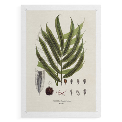 Fougères II de Botanical Society - Impression sur toile seulement - NON-CADRE