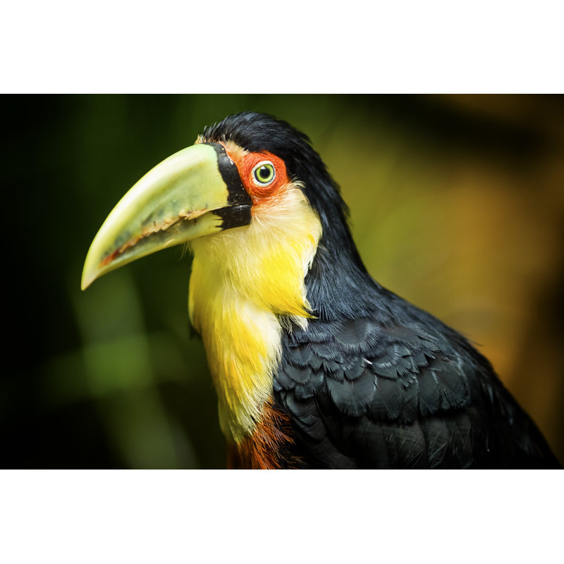Rodborough Rodborough Green-Billed Toucan Bird - Wrapped Canvas Print, 30cm H x 46cm W x 3.8cm D