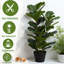 Figuier figuier, plante d'intérieur artificielle 32 pouces - verdure artificielle avec 45 feuilles réglables et pot noir