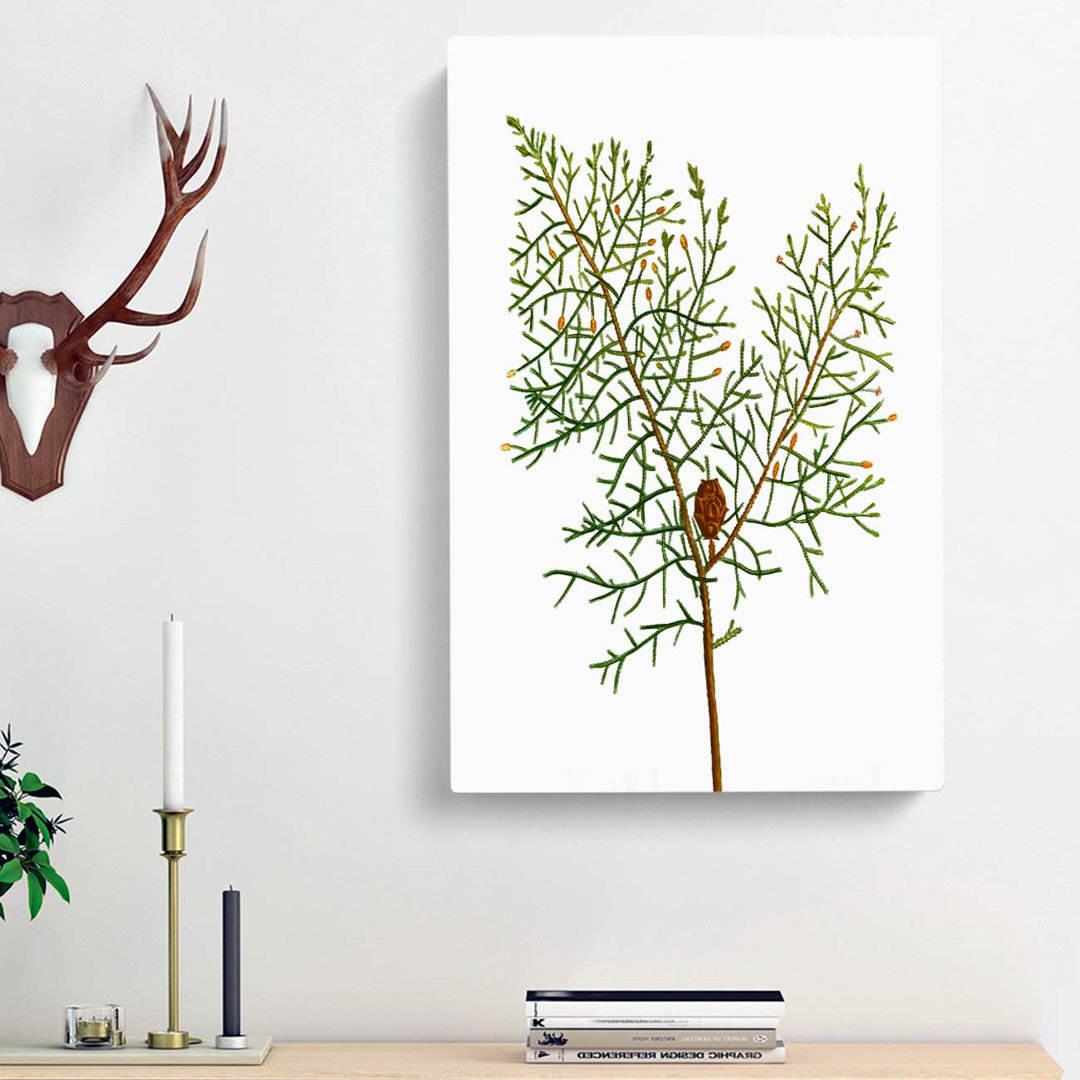 Chinese Weeping Cypress by Pierre-Joseph Redoute - Wrapped Canvas
