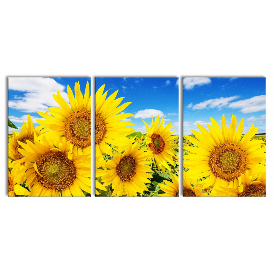 3-tlg. Leinwandbilder-Set Sonnenblumenwiese unter Himmel