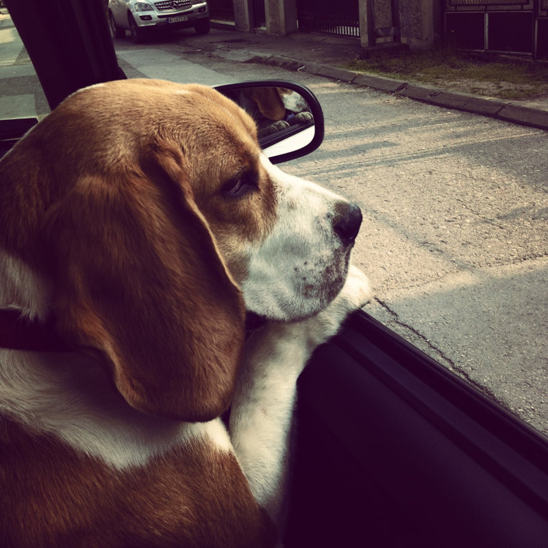 Chien dans une voiture par Aleksandarnakic, H 12 po x l 12 po