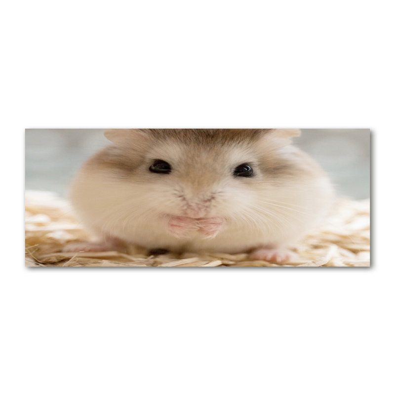 Hamster - No Frame Print on Canvas