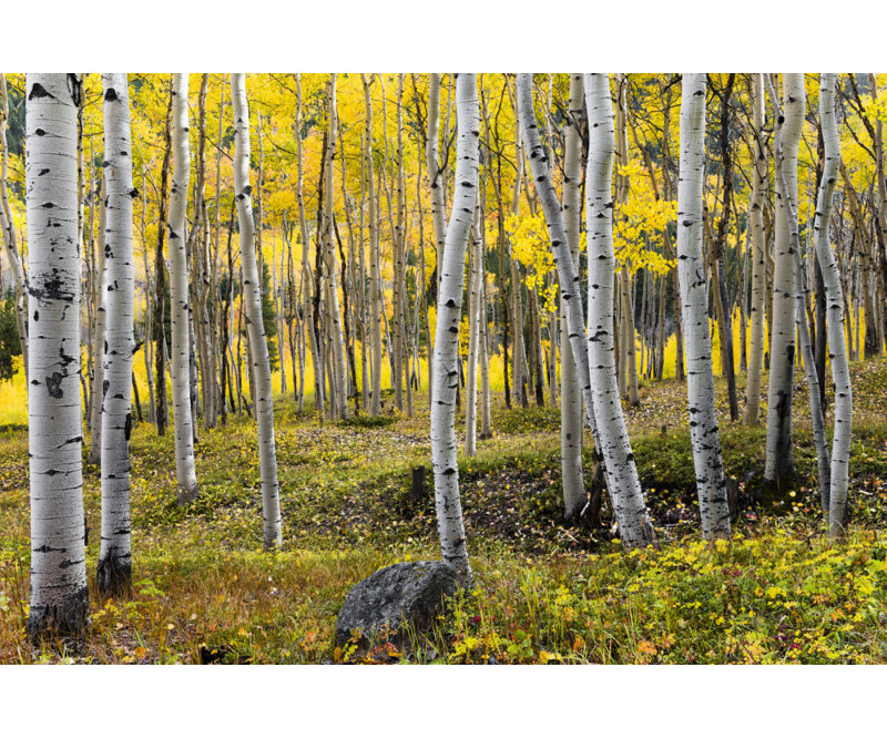 Wrapped Canvas Print, 50.8 cm H x 76.2 cm W