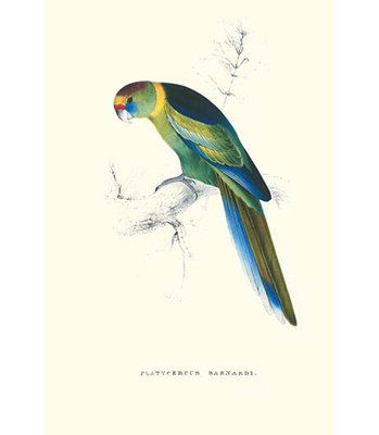 " Barnard " by Edward Lear