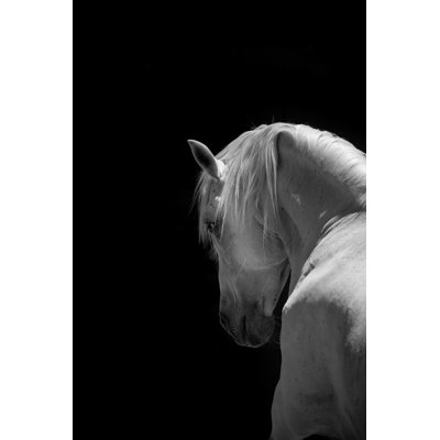 White Stallion Horse by 66North - No Frame Art Prints on Canvas