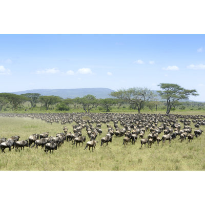 Bulmer Blue Wildebeest In Serengeti - Wrapped Canvas Print