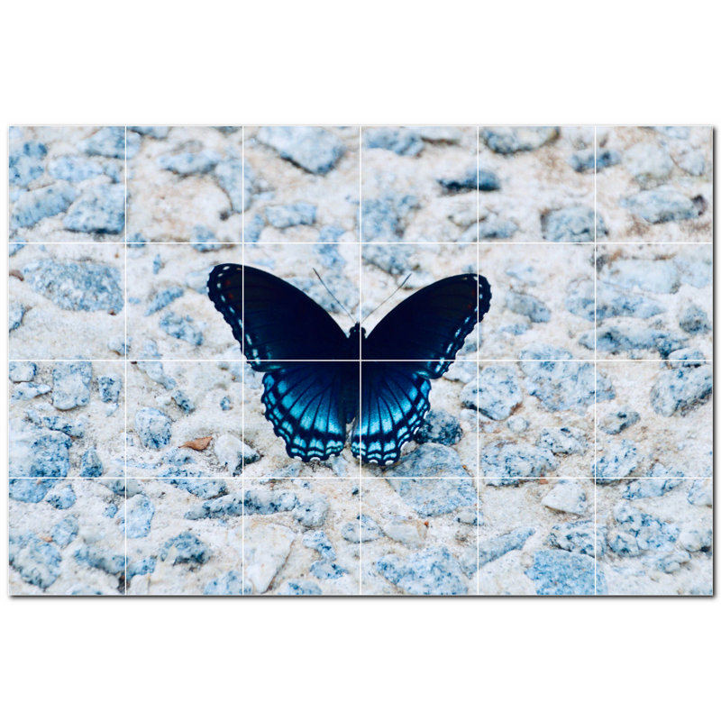 Papillon photo 8 x 8