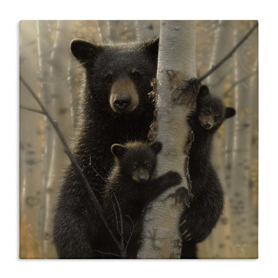 31_Black Bear And Cubs Soft Birch Tree Forest Stretched Canvas Wall Art By Collin Bogle