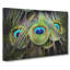 Peacock Feathers - Wrapped Canvas-56630261