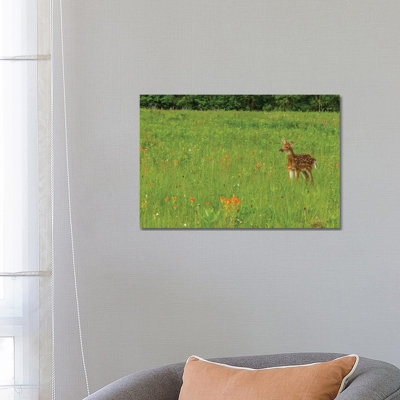 USA, Minnesota, Pine County. Captive Fawn. by Jaynes Gallery - Wrapped Canvas Gallery-Wrapped Canvas Giclée