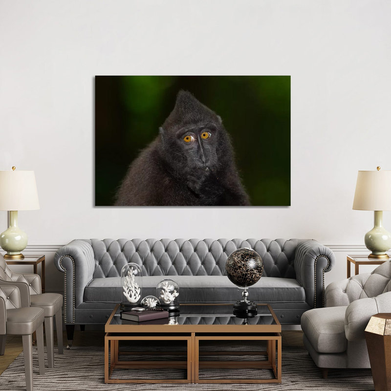 Black Crested Macaque Youngster by Mogens Trolle - Wrapped Canvas Gallery-Wrapped Canvas Giclée, 152.5 cm H x 101.5 cm W
