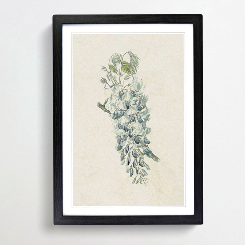 Illustration of Chinese Wisteria Flowers - Framed Print, 48cm H x 36cm W x 2cm D, Black Framed