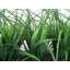 36 po Faux oignon en pot-1911460639-1921597549