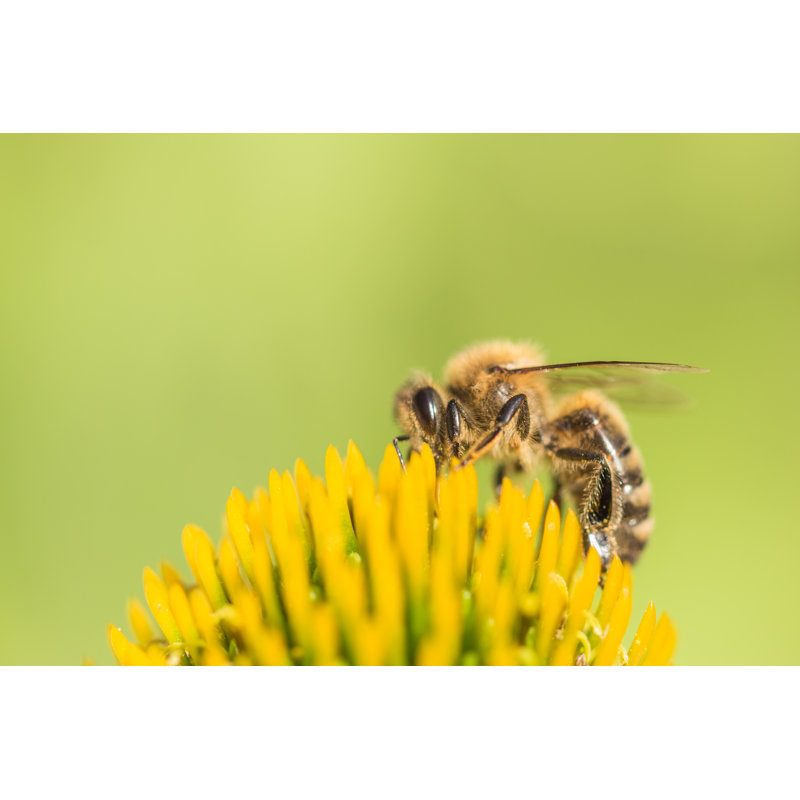 Billinghurst Closeup Of Honey Bee - Wrapped Canvas Print, 30cm H x 46cm W x 3.8cm D