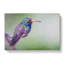Broad-Billed Hummingbird in Abstract - Wrapped Canvas-55314461