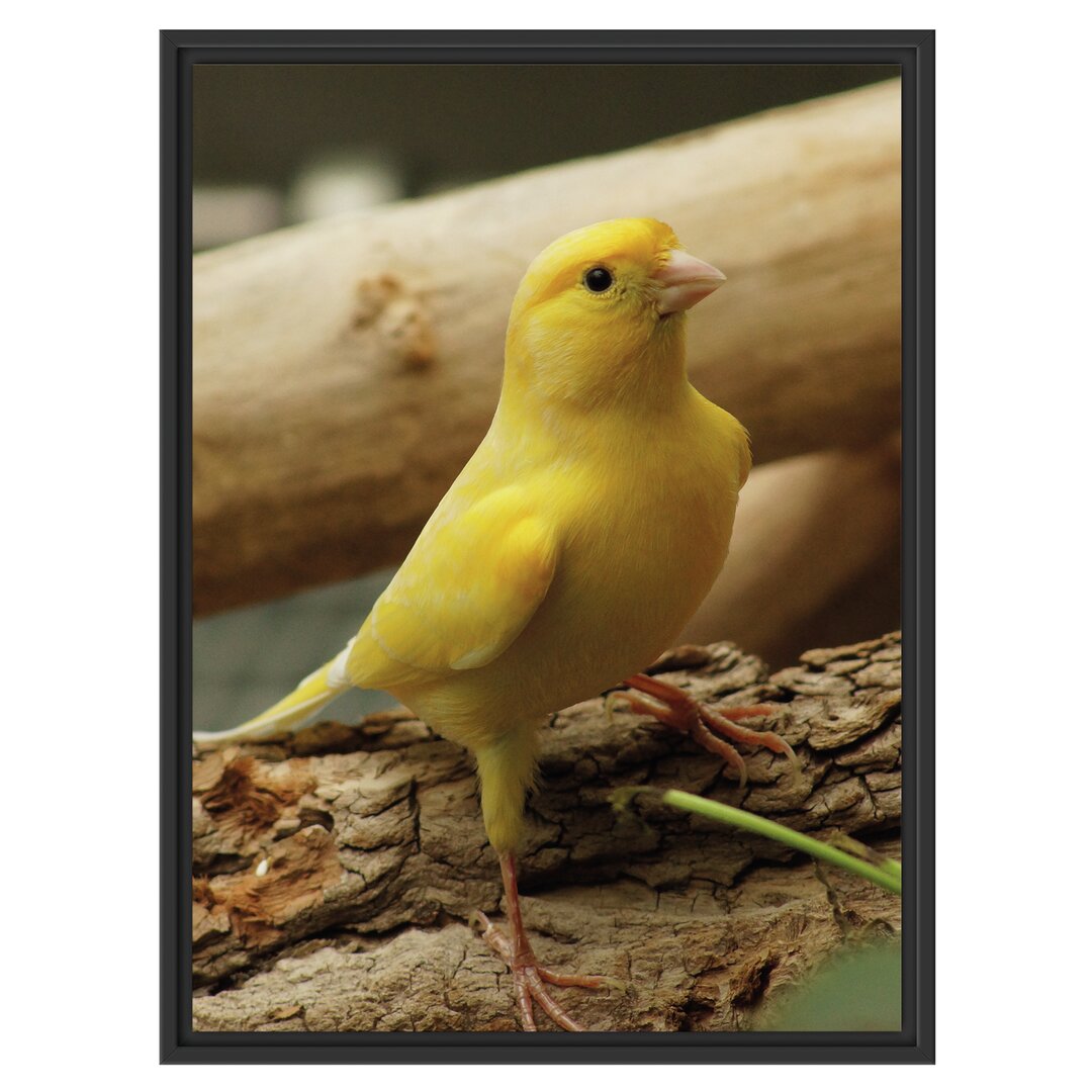 Gerahmtes Wandbild kleiner wachsamer Kanarienvogel