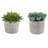 4.5'' Faux Succulent Plant in Cement Pot