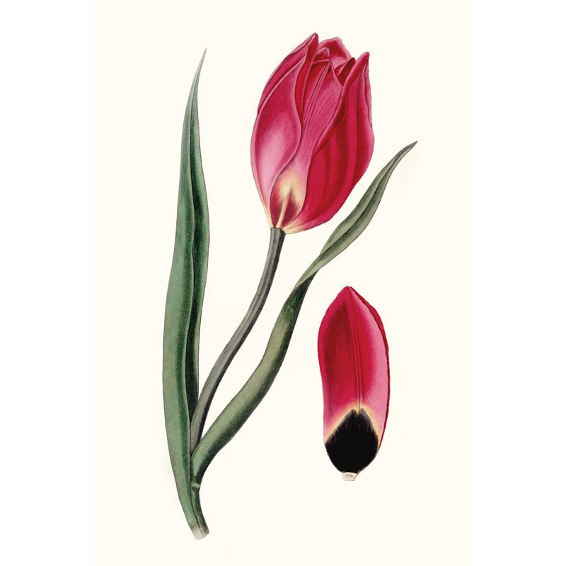 Roseate Blooms II by Vision Studio -  Painting, 122 cm H x 81 cm W, Black Floater Framed