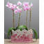 Handmade Ceramic Planter