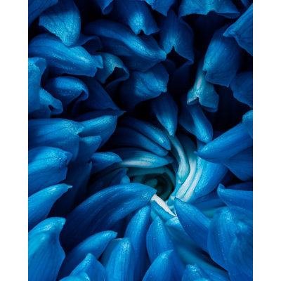chrysanthemum