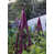 Aubergine