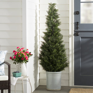 Yarbro Cedar Topiary in Planter