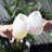 Flexi Aerating Silicone Cups in Clear