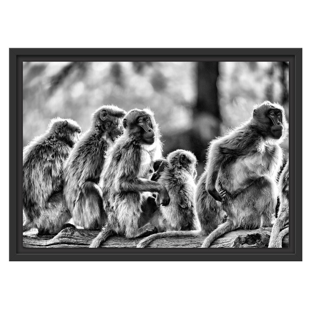 Gerahmtes Poster Loving Monkey Family