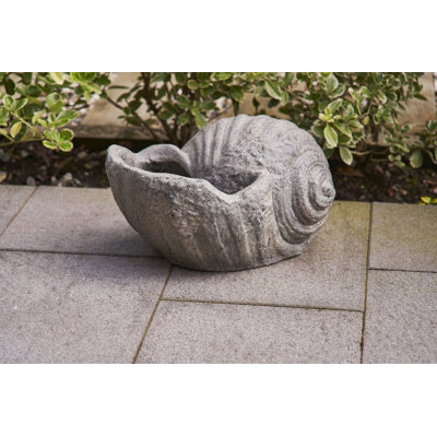 Conch Shell