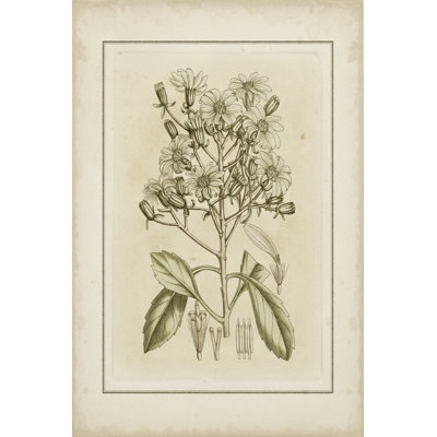 Tinted Botanical I by Curtis - Wrapped Canvas Print