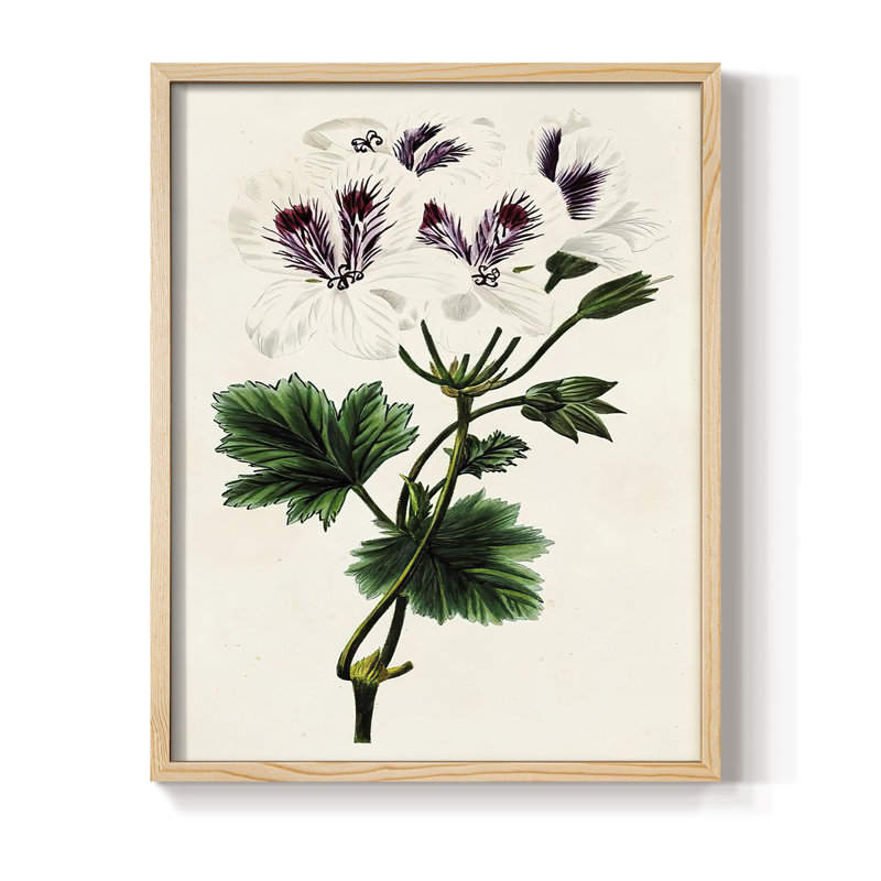 AntiqueFloralFolioIX Framed Print - Solid Wood