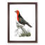 Abyssinian Plant-Cutter Bird by George Shaw - Framed Print-57844521-57844522