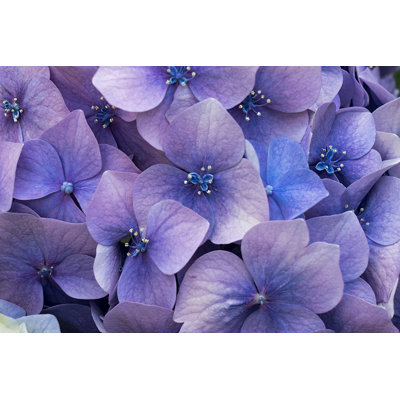 Hydrangea by Byakkaya - Wrapped Canvas Print