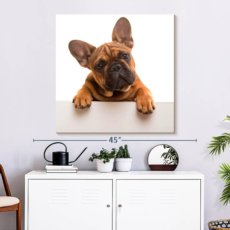 Curieux bouledogue français Brampt, H 33 po x l 33 po