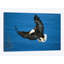 « chauve eagle flying over water, avec commode kenai péninsule, alaska », reproduction de photo sur toile-30527680