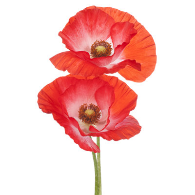 " Poppy " by _Vilor