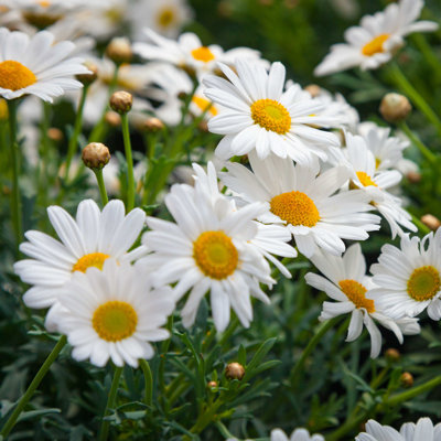 " Dog Daisy Flowers "