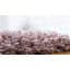 Indoor Rug-24844875