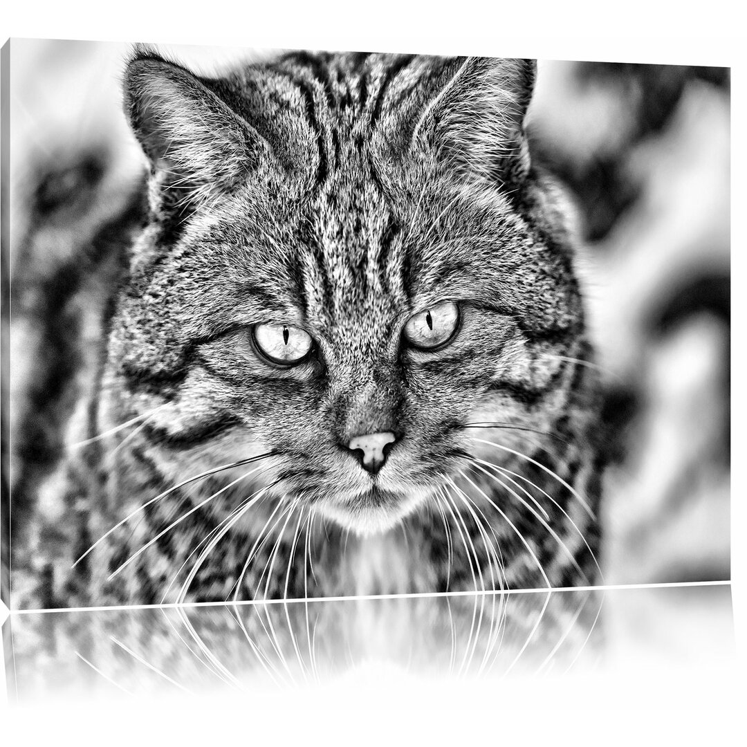 Leinwandbild Lauernde Manul in Monochrom