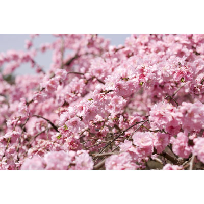 " Peach Blossom " by Y-Studio