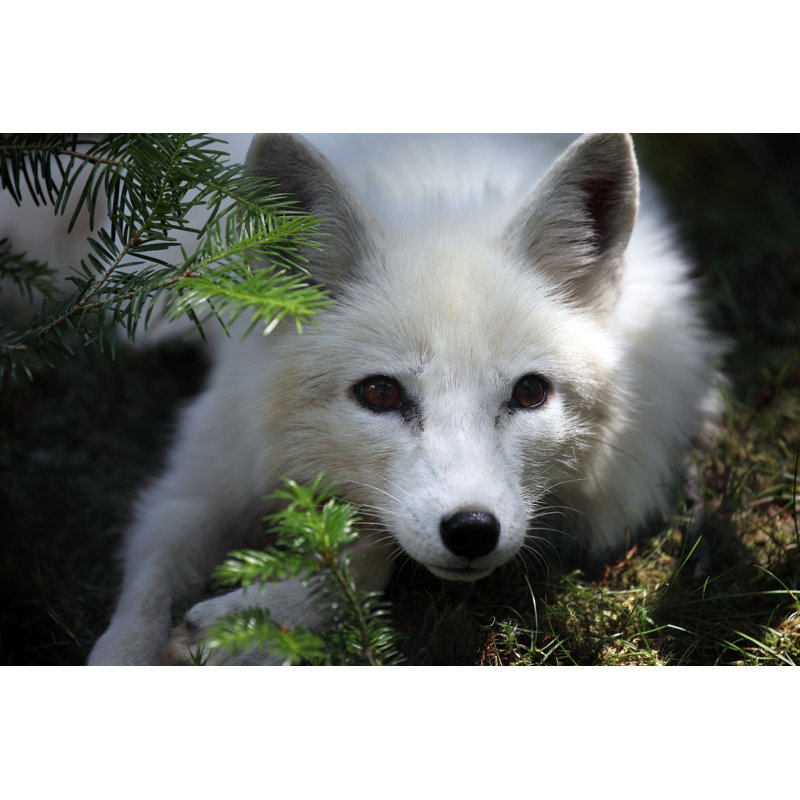 Arctic Fox by Megan Lorenz - Wrapped Canvas Print, 30cm H x 46cm W x 3.8cm D