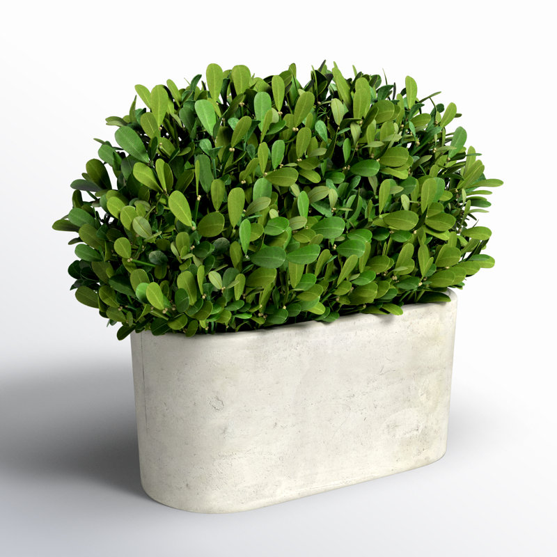 Thisbe 9'' Boxwood Topiary in Ceramic Pot