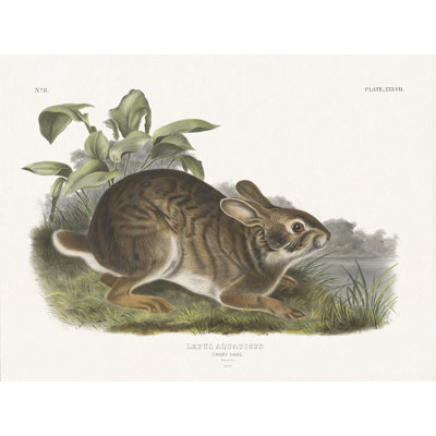 Cottage Hare I par Wild Apple Portfolio 89938