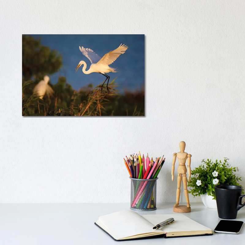 Great Egret (Ardea Alba) - Wrapped Canvas Print, 20.32 cm H x 30.48 cm W