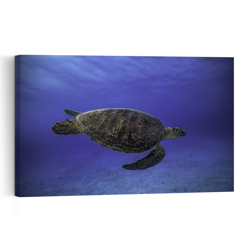 Swimming Sea Turtle Peaceful Serene Turtle Nature Ocean Wall Art Print 1 Piece Wrapped Canvas Wall Art, 60.96cm H x 91.44cm W