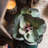 Faux Succulent Plant in Resin Pot-879057665