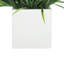 Grass Arranged in Square Planter